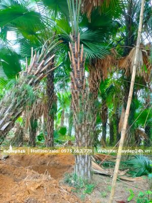 Nhà vườn trồng hàng trăm cây Cọ Ta lâu năm, lóng thân cao khoảng 3m