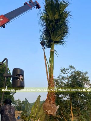 Cần cẩu đang từ từ nhấc cây cọ ta công trình lóng cao 50 - 60cm lên xe tải