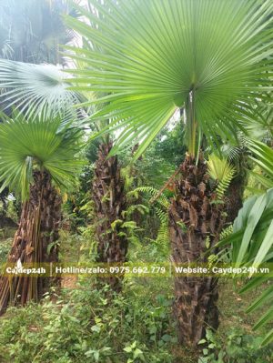 Vườn cây cọ ta công trình dáng đẹp