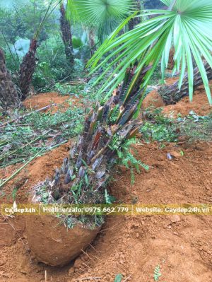Đánh thẳng cây cọ ta âu năm, đường kính gốc 40cm
