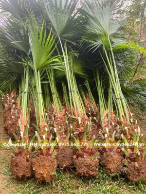 Hàng chục cây Cọ Ta nhỏ mới bứng bầu, buộc cành lá cẩn thận