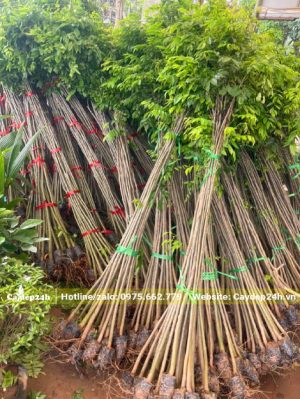 Xếp gọn từng bó cây Sưa Đỏ giống cao 2m