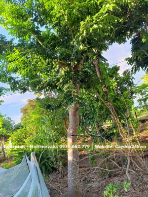 Sưa Đỏ đường kính thân 20cm