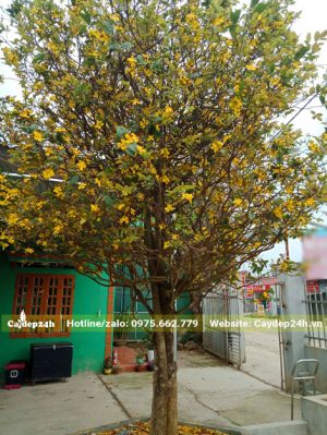 Cây Mai Tứ Quý cao gần 3m hoa nở vàng rực