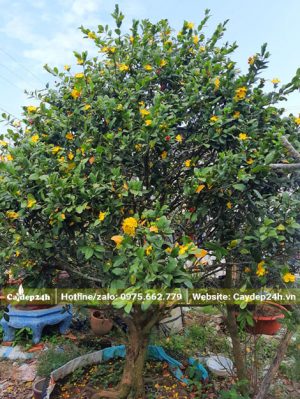 Cây hoa Mai Tứ Quý lâu năm chiều cao 1m2, vanh khoảng 45