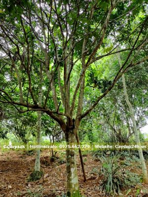 Đường kính gốc 20 - 25cm, cây cao hơn 5m