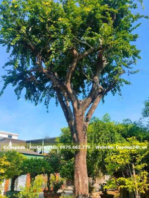 Cây Hồng Quân lâu năm đường kính gốc hơn 30cm được dâm ủ hơn 2 năm