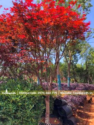 Cây Phong có lá đỏ đẹp, chiều cao khoảng 3m