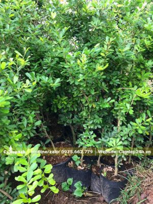 Cây giống Linh Sam giâm cành chiều cao khoảng 40cm
