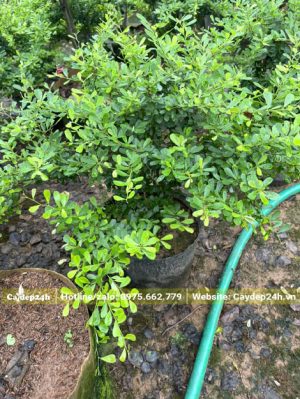 Cây giống Linh Sam nguyên bầu
