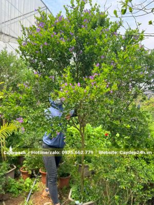 Kiểm tra và chọn những cây Linh Sam thân tree cao 2m