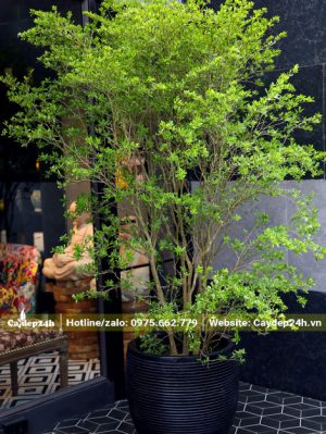 Chậu cây Linh Sam Núi trang trí quán cafe