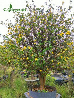 Cây Mai Tứ Quý hoa vàng đẹp, trồng sẵn trong chậu