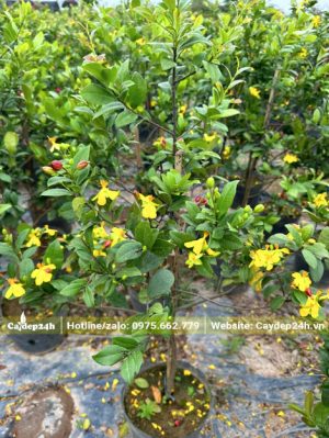 Cây con cao khoảng 50cm, hoa đã ra siêu nhiều