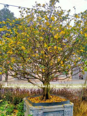 Hoa Mai Tứ Quý nở vàng rực vào dịp Tết Nguyên Đán