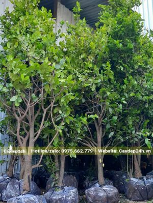 Mau Tứ Quý trưởng thành cao 1m2