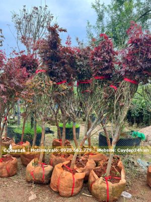 Cây cao hơn 2m lá đã đổi sang màu đỏ tím