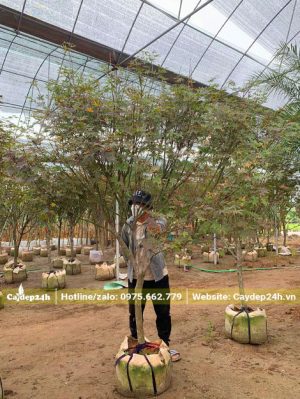 Cây Phong Lá Đỏ trưởng thành cao hơn 2m, lá vẫn còn xanh
