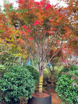 Cây Phong Lá Đỏ công trình đường kính gốc 10cm