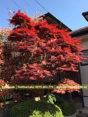 Cây Phong Lá Đỏ bonsai trồng lâu năm trong sân vườn nhà kiểu Nhật