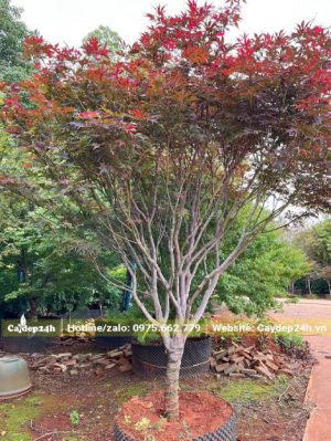 Phong đỏ công trình phân tán đẹp chiều cao gần 3m