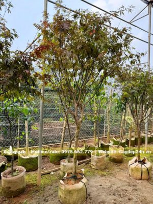 Lá phong đang bắt đầu chuyển màu, chiều cao cây chỉ khoảng 2m