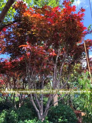 Dưỡng ủ trong bầu quây nổi cây phong lá đỏ cao hơn 3m