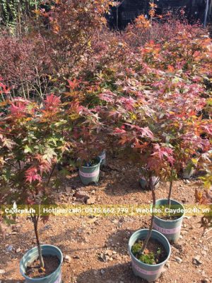 Cây giống Phong Lá Đổ trồng chậu chiều cao hơn 60cm