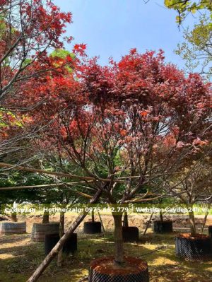 Cây Phong Lá Đỏ lâu năm vanh khoảng 40 - 50