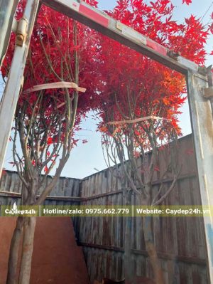 Những cây phong đỏ cao hơn 3m được xếp lên thùng xe tải