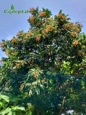 Cành cây Quất Hồng Bì sai trĩu quả