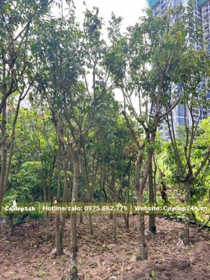 Dâm ủ số lượng lớn cây Quất Hồng Bì đường kính gốc 5 - 8cm
