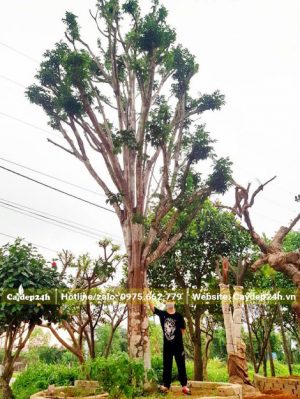 Quất Hồng Bì đường kính gốc 35 - 40cm