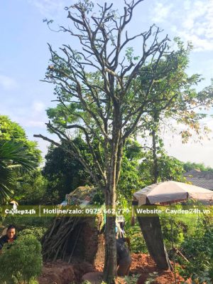 Bứng nóng cây Quất Hồng Bì cổ thụ cao 7m