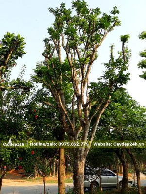 Hình ảnh cây Quất Hồng Bì dâm ủ hơn 1m