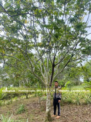 Cây Quất Hồng Bi cao gần chục mét
