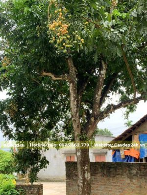 Cây trồng trước cổng nhà hàng chục năm, đường kính gốc gần 30cm