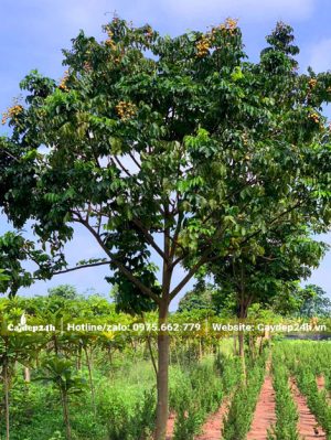 Quất Hồng Bì trưởng thành vang 20