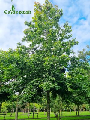 Cây Sau Sau cong trình cao gần 5m, tán lá còn xanh mướt