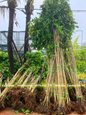 Cây giống Sưa Đỏ bó thành từng bó 10 cây