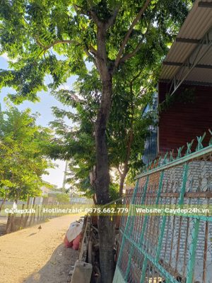 Một cây gỗ Sưa Đỏ lâu năm trồng trước nhà
