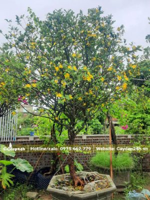 Cây Mai Tứ Quý 10 năm tuổi trồng trong chậu cảnh, cây cao khoảng 1m