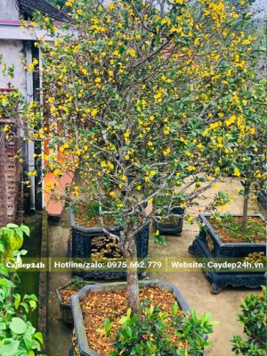 Chậu Mai Tứ Quý cao hơn 3m