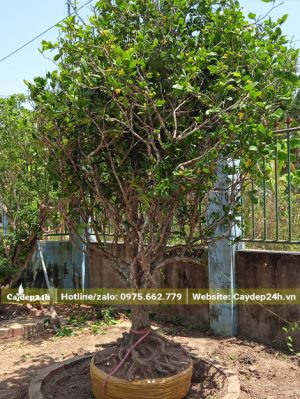 Mai Tứ Quý bứng thẳng chuẩn bị đem dâm ủ