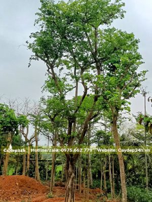 Bồ Quân hàng chục năm tuổi cao 6 - 7m