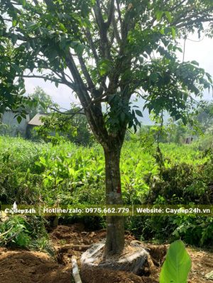 Đào đất bứng bầu cây Quất Hồng Bì đường kính gốc hơn 20cm