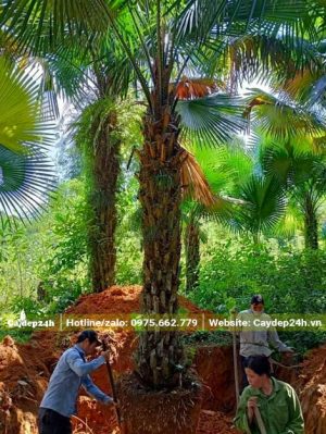 Đào đấy để bứng bầu cây cọ ta lâu năm, thân cao gần 3m