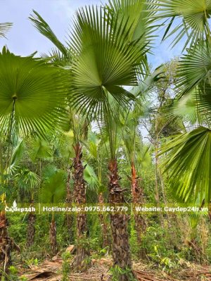 Vườn Cọ Ta gần 10 năm tuổi thân cao 1,5 - 2m