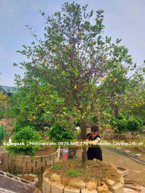 Cây Mai Tứ Quý công trình cao hơn 2m dưỡng trong bầu nổi nhiều năm