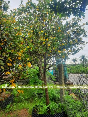 Vườn dâm ủ số lượng lớn cây Mai Tứ Quý cao 2m